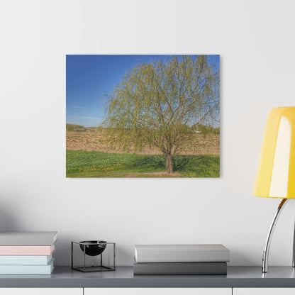 U R There Photography Spring Farm Willow Tree Rustic Farmhouse Acrylic Wall Print