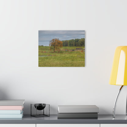 Barn Boutique Modern Farmhouse Acrylic Wall Print| Kingston Road Cows