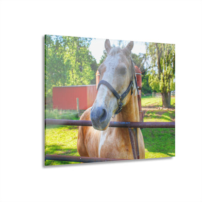 U R There Photography White Cream Mare of Hollenbeck Rustic Farmhouse Acrylic Wall Print 14 "x 11"