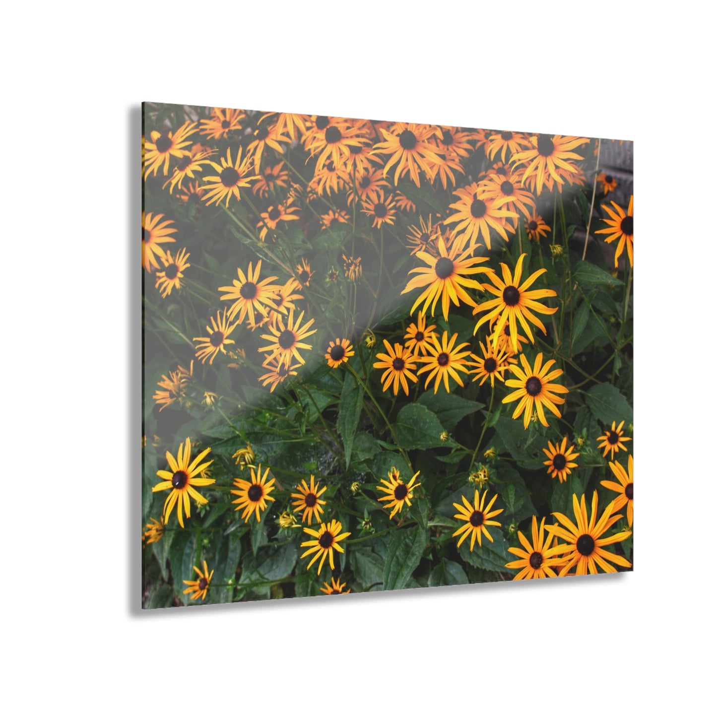 U R There Photography Black-Eyed Susan Rustic Farmhouse Acrylic Wall Print