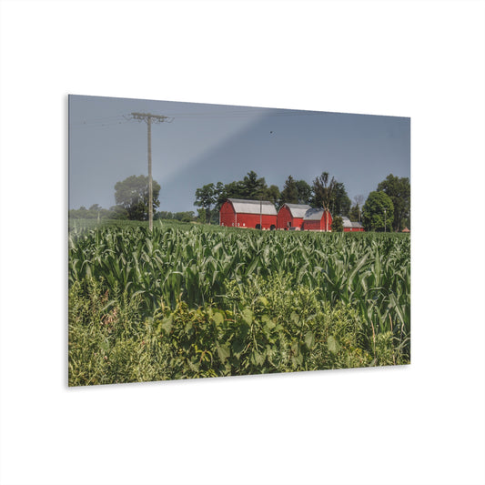 U R There Photography Shoemaker Road Reds Beyond the Corn Rustic Farmhouse Acrylic Wall Print