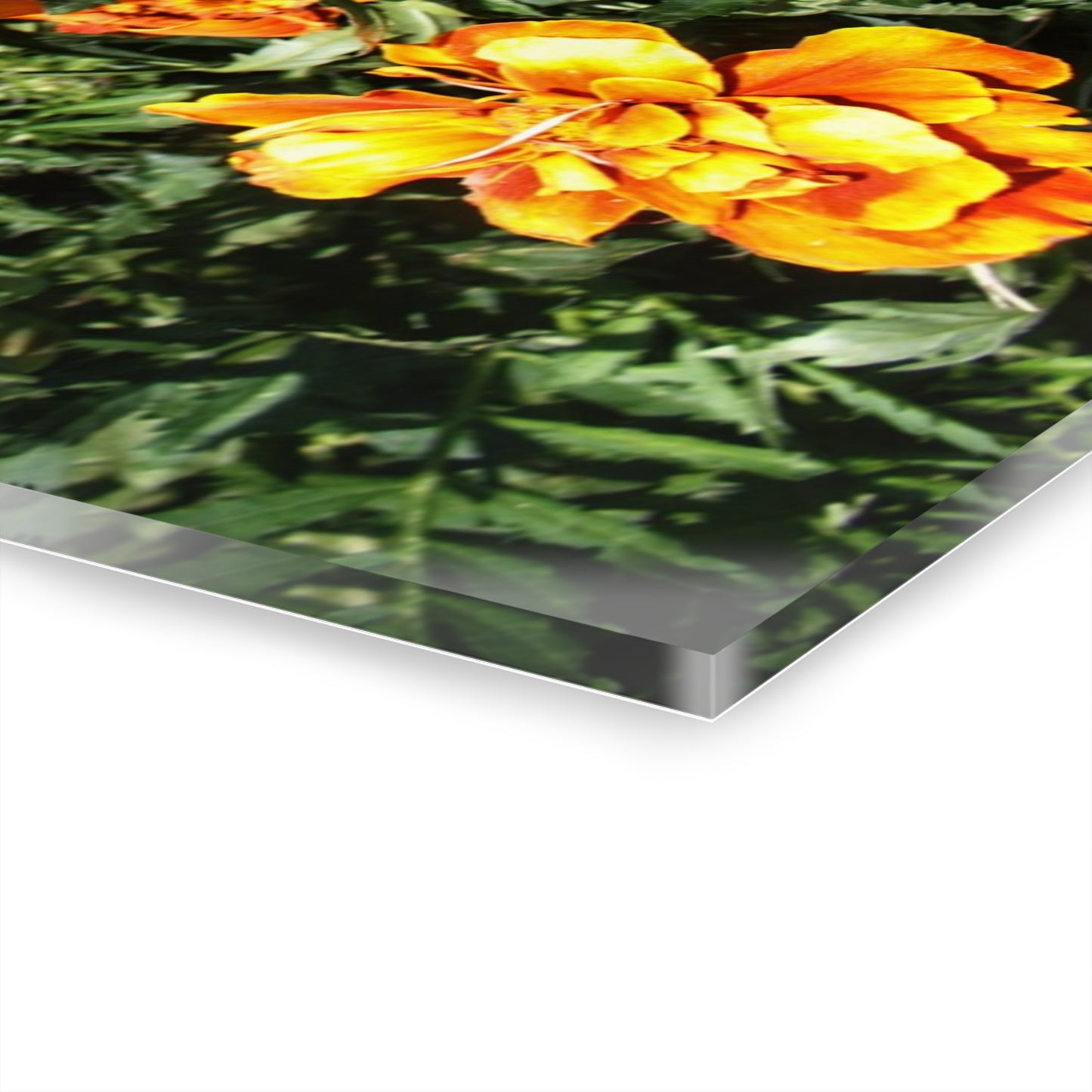 U R There Photography Marigolds Rustic Farmhouse Acrylic Wall Print