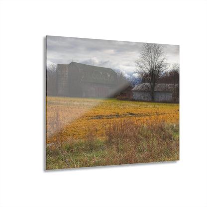 U R There Photography Fields of Golden Clover Rustic Farmhouse Acrylic Wall Print