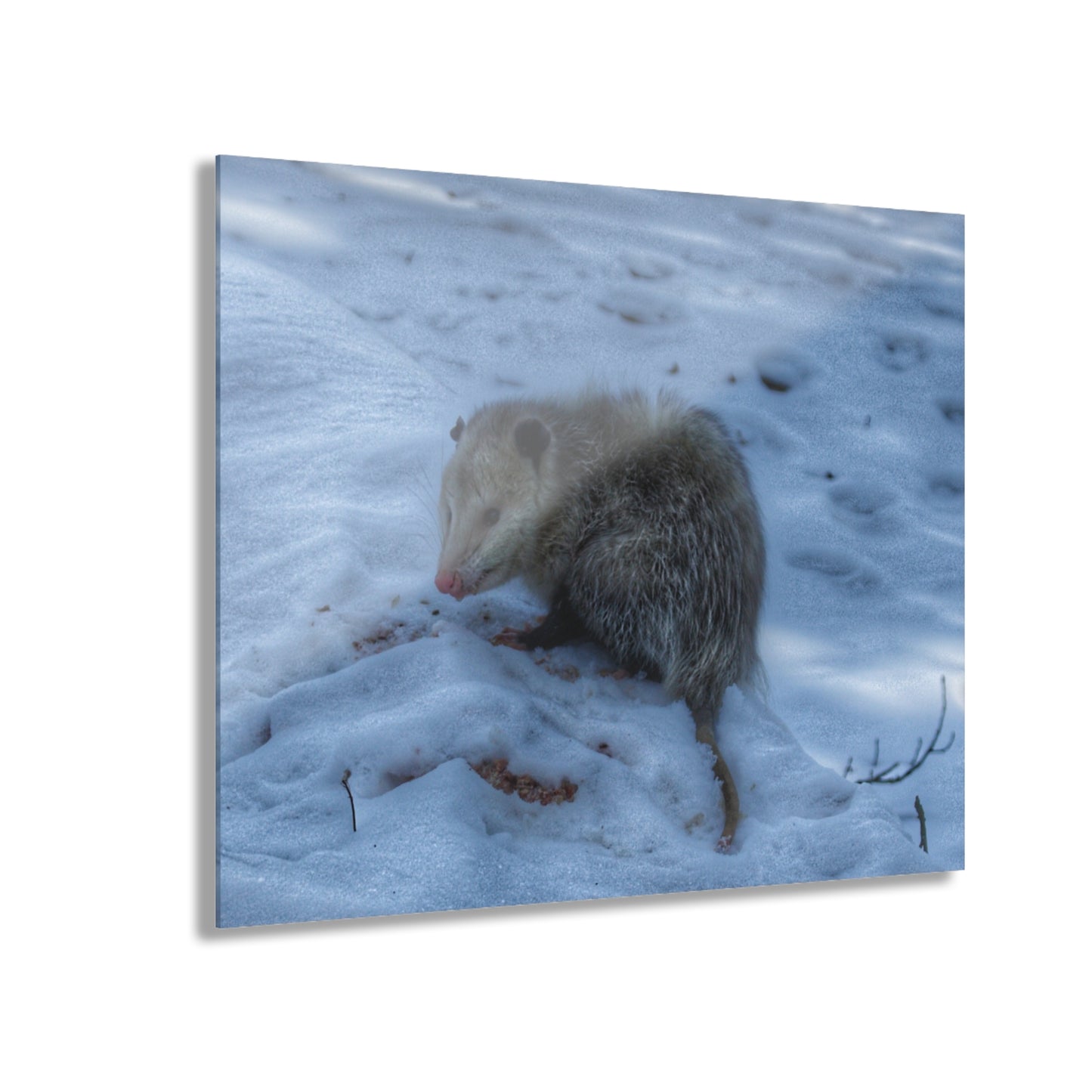 U R There Photography Sutton Road Possum Rustic Farmhouse Acrylic Wall Print