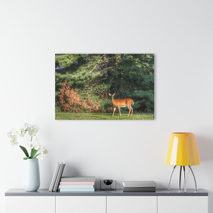 U R There Photography Mitchell Road Doe Rustic Farmhouse Acrylic Wall Print