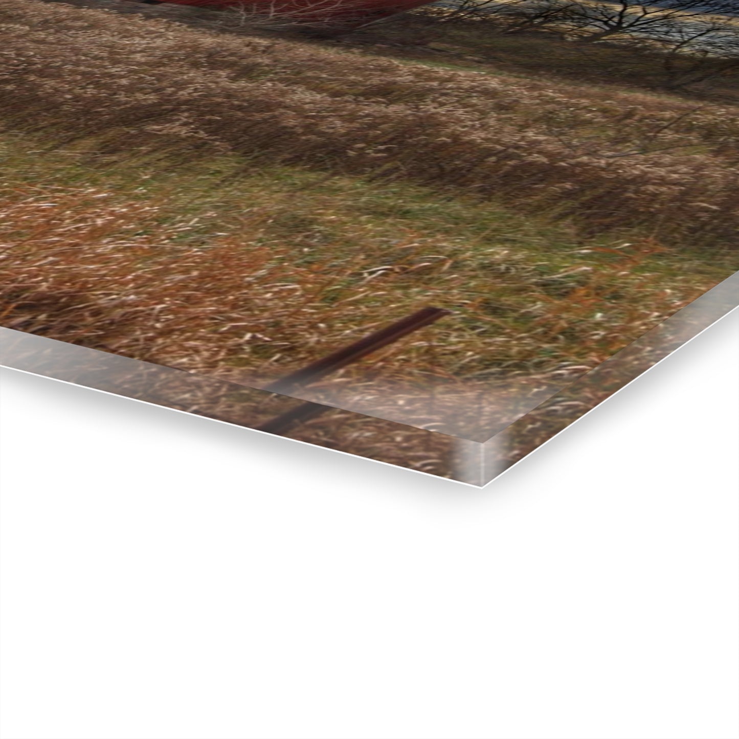 U R There Photography Booth Road Cow Barn II Rustic Farmhouse Acrylic Wall Print