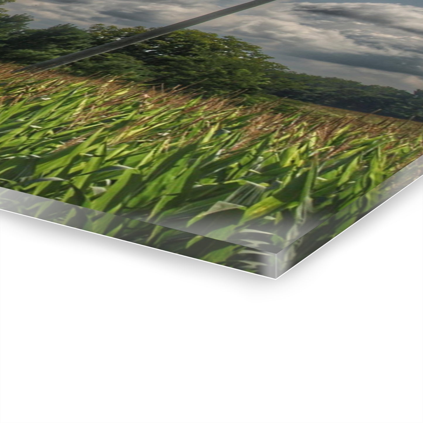 U R There Photography Grey Barn in a Cornfield Rustic Farmhouse Acrylic Wall Print