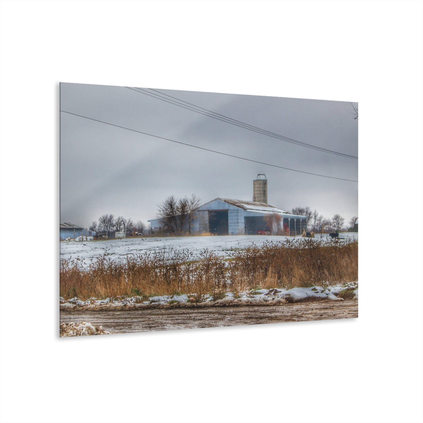 U R There Photography Noble Road Blue Cow Barn Rustic Farmhouse Acrylic Wall Print