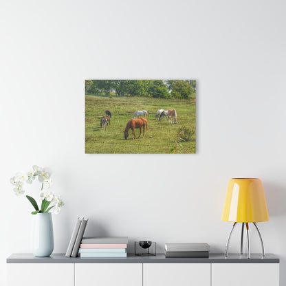 Barn Boutique Modern Farmhouse Acrylic Wall Print| Horses in the Pasture I