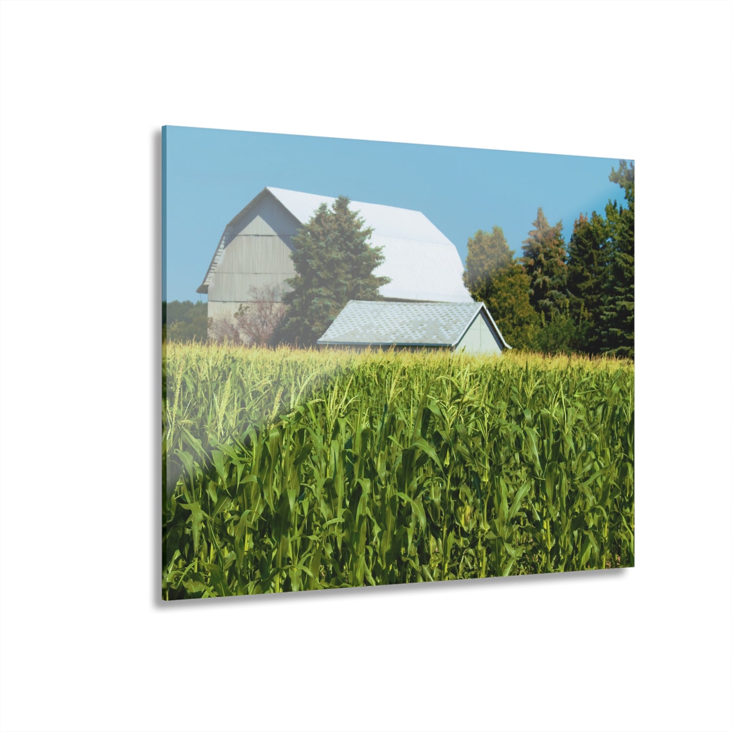 U R There Photography White Cornfield Barn Rustic Farmhouse Acrylic Wall Print
