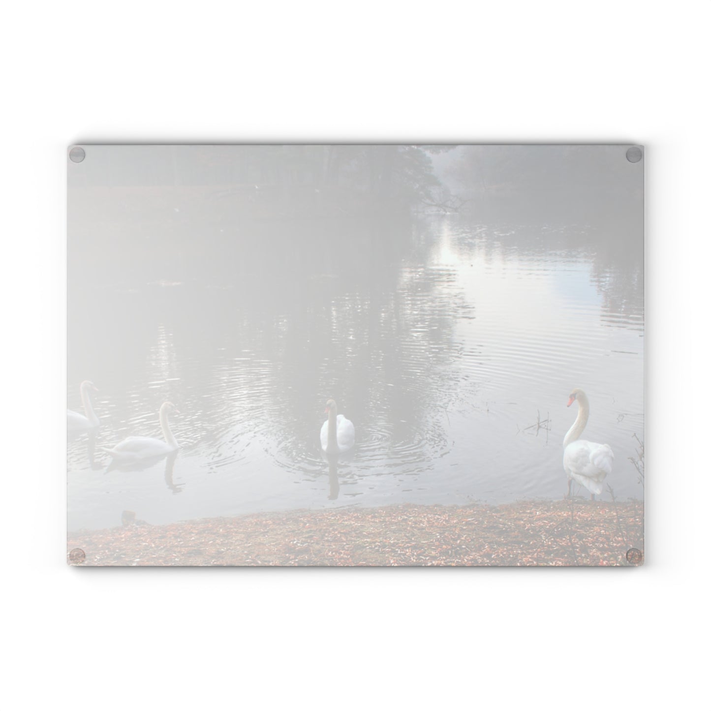 U R There Photography Swans of Duck Lake I Rustic Farmhouse Tempered-Glass Cutting Board