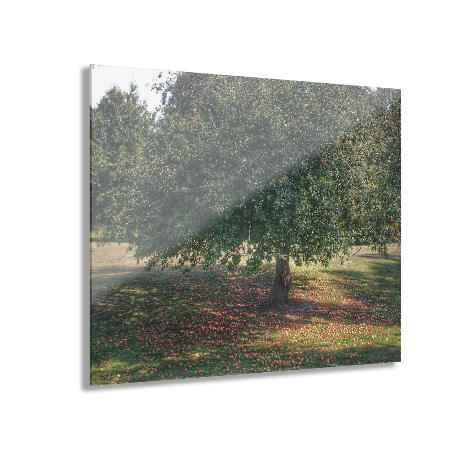 U R There Photography Apple Tree and Apples Rustic Farmhouse Acrylic Wall Print