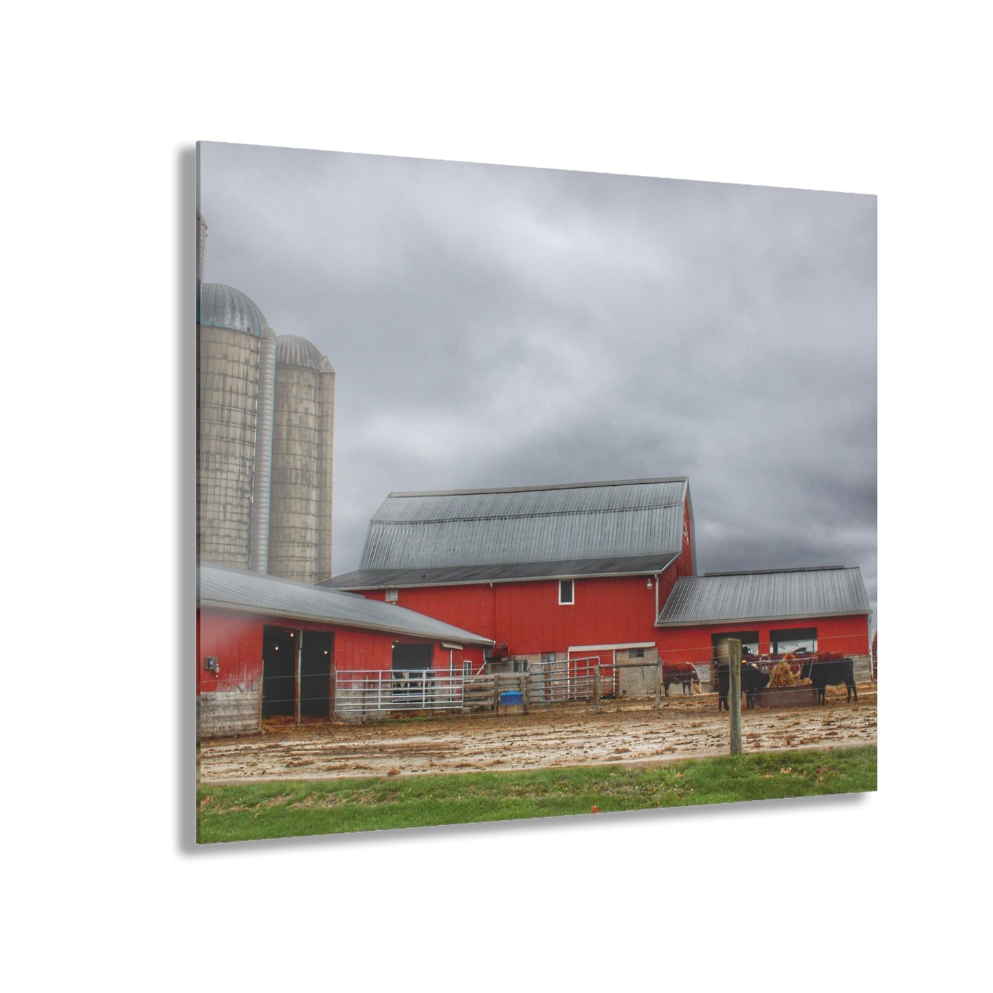 U R There Photography Daley Road Cow Barn Rustic Farmhouse Acrylic Wall Print