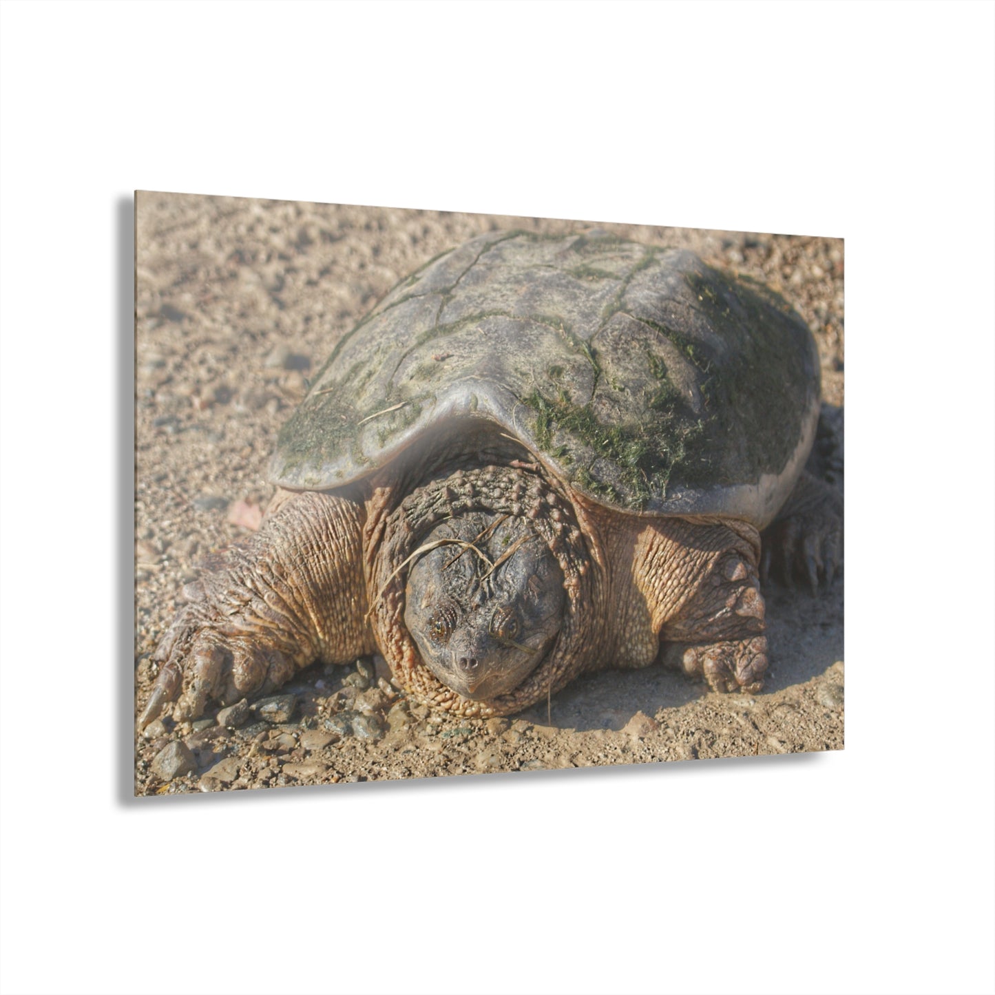 U R There Photography Fargo Road Turtle Rustic Farmhouse Acrylic Wall Print