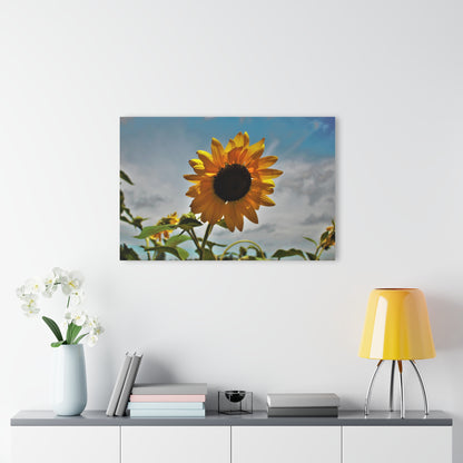 U R There Photography Awakening Sunflower Rustic Farmhouse Acrylic Wall Print
