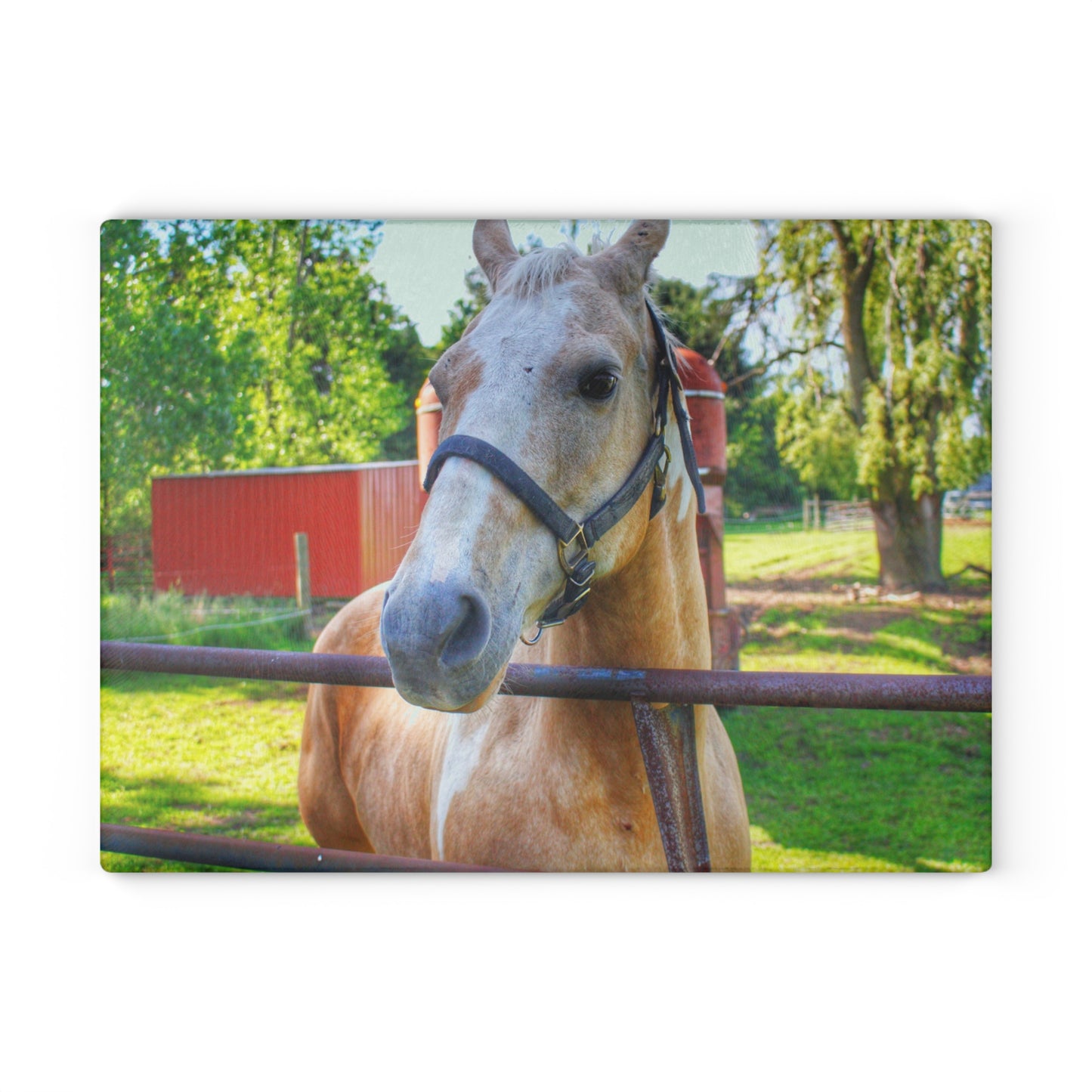 U R There Photography White Cream Mare of Hollenbeck Rustic Farmhouse Tempered-Glass Cutting Board
