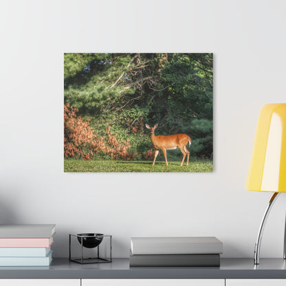 U R There Photography Mitchell Road Doe Rustic Farmhouse Acrylic Wall Print