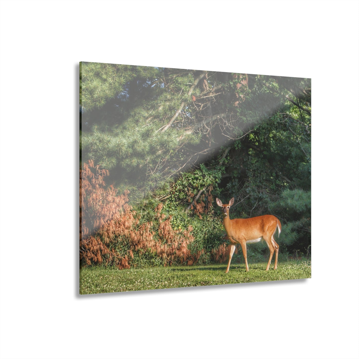 U R There Photography Mitchell Road Doe Rustic Farmhouse Acrylic Wall Print