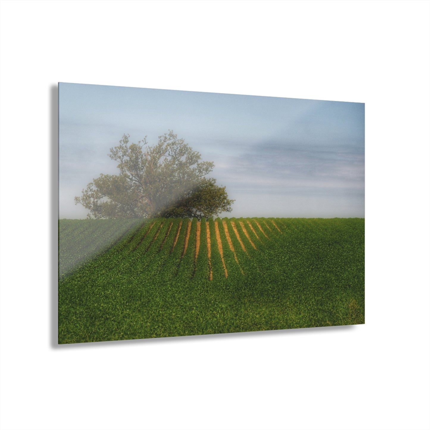 U R There Photography Tree Overlooking Farm Field Rustic Farmhouse Acrylic Wall Print