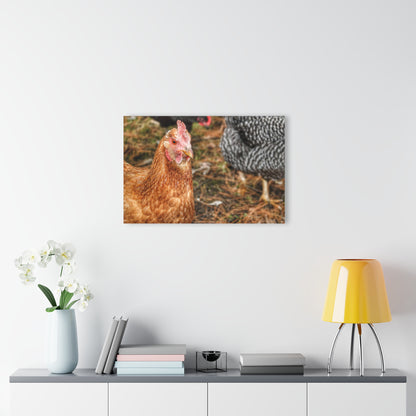 Barn Boutique Modern Farmhouse Acrylic Wall Print| Chicken for Hayley