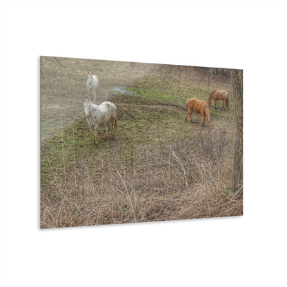 Barn Boutique Modern Farmhouse Acrylic Wall Print| Horses of Barnes Road II