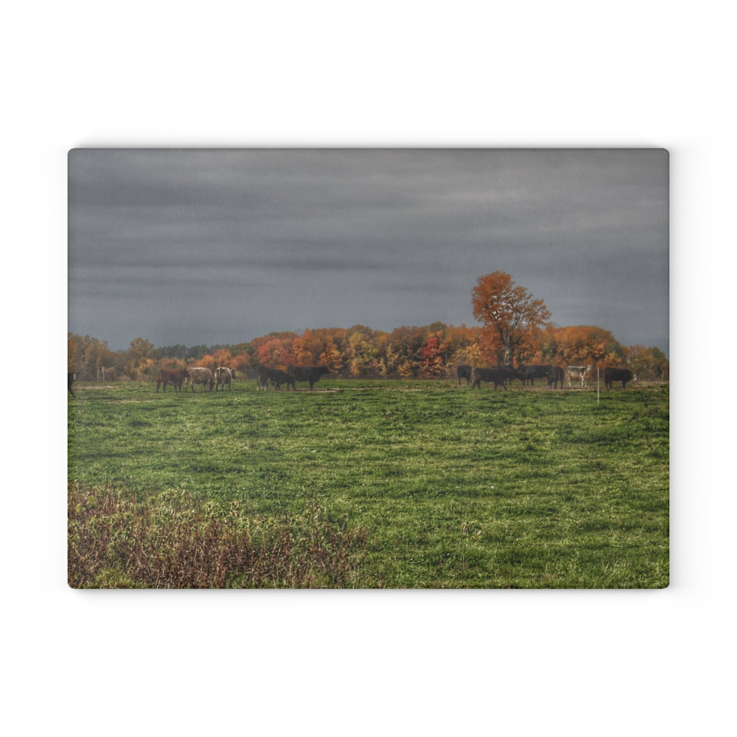 U R There Photography Oak Cows Rustic Farmhouse Tempered-Glass Cutting Board 8"x 11"