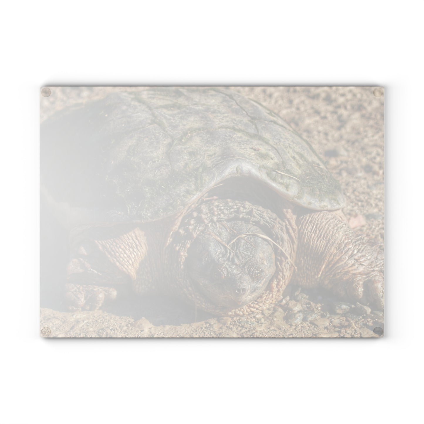 U R There Photography Fargo Road Turtle Rustic Farmhouse Tempered-Glass Cutting Board