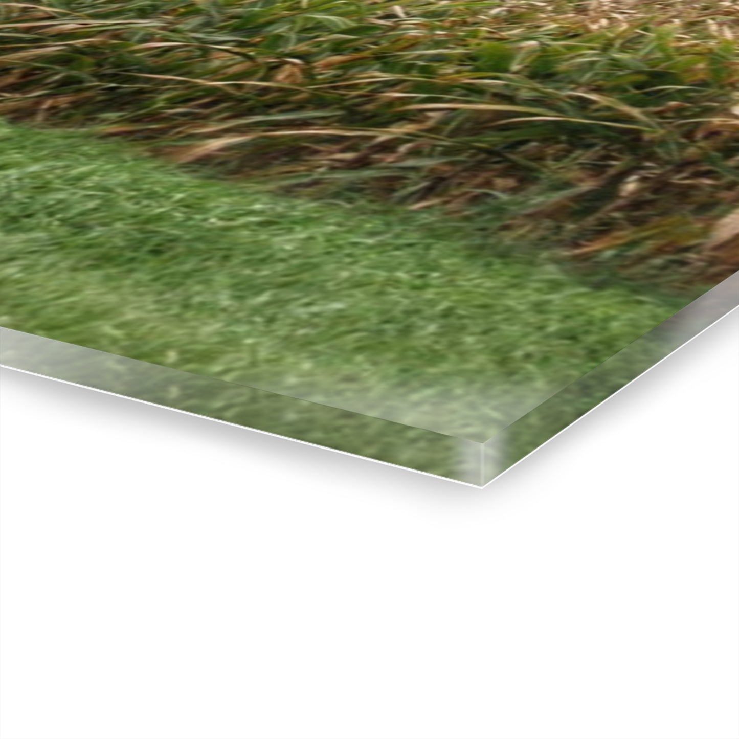 U R There Photography East Caro Road Reds Rustic Farmhouse Acrylic Wall Print