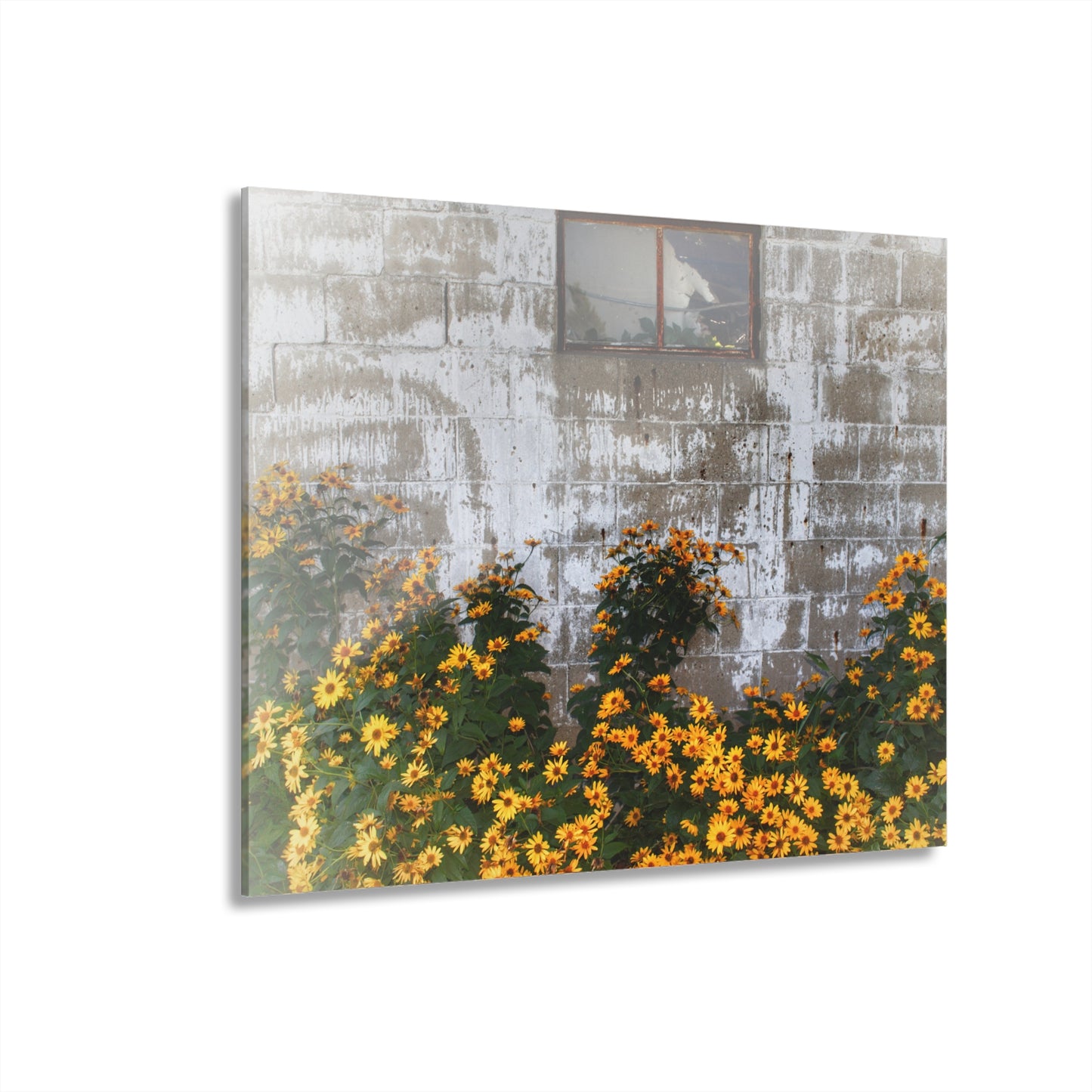 U R There Photography Golden Blooms on McDowell Rustic Farmhouse Acrylic Wall Print