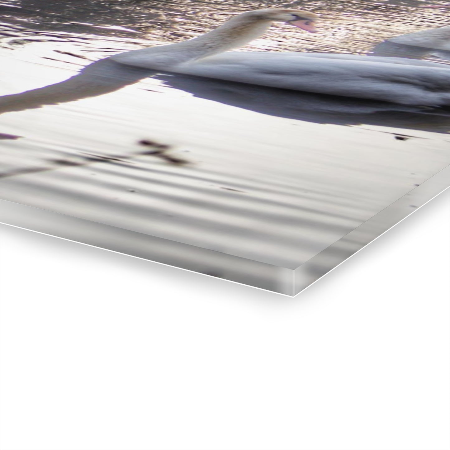 U R There Photography Swans of Duck Lake II Rustic Farmhouse Acrylic Wall Print