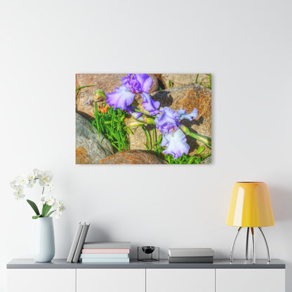 U R There Photography Saint Hugos Iris Rustic Farmhouse Acrylic Wall Print