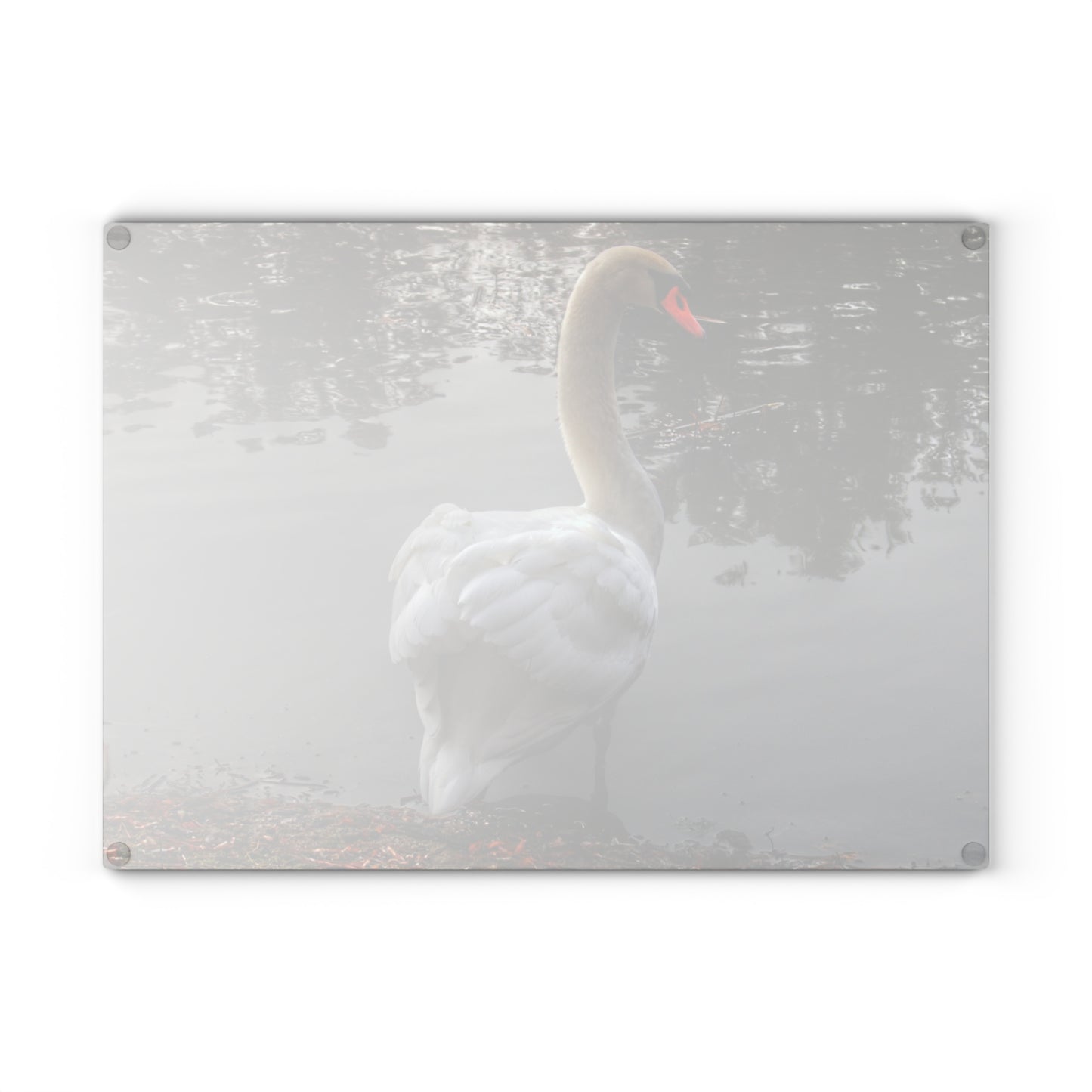 U R There Photography Swans of Duck Lake III Rustic Farmhouse Tempered-Glass Cutting Board