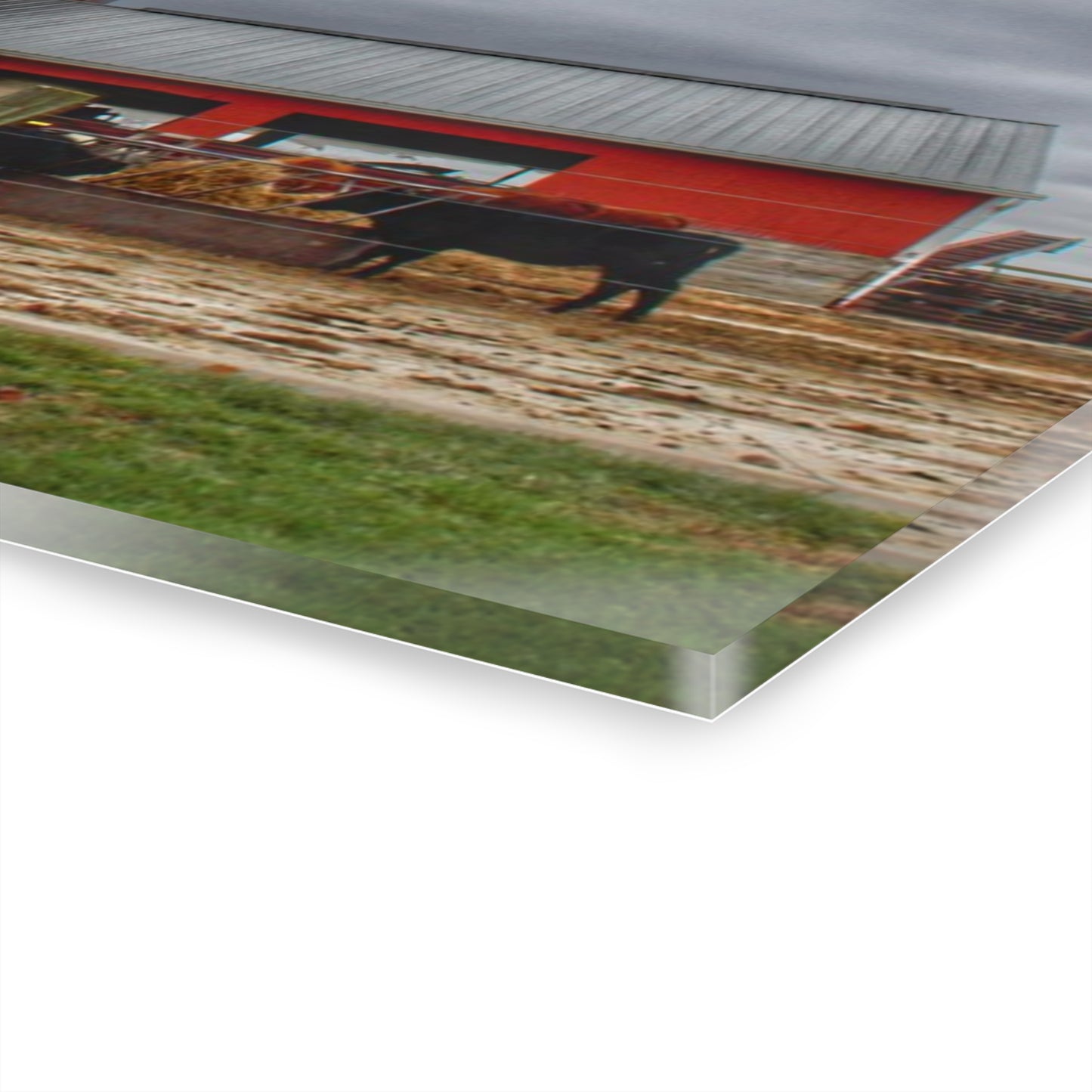 U R There Photography Daley Road Cow Barn Rustic Farmhouse Acrylic Wall Print