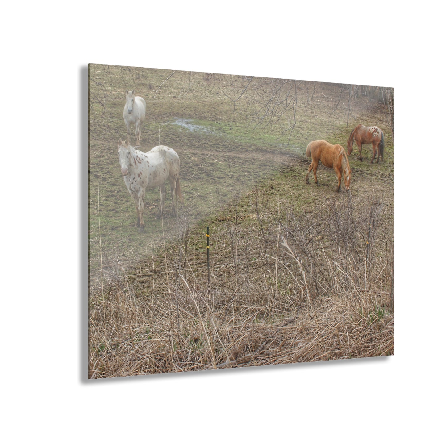 Barn Boutique Modern Farmhouse Acrylic Wall Print| Horses of Barnes Road II