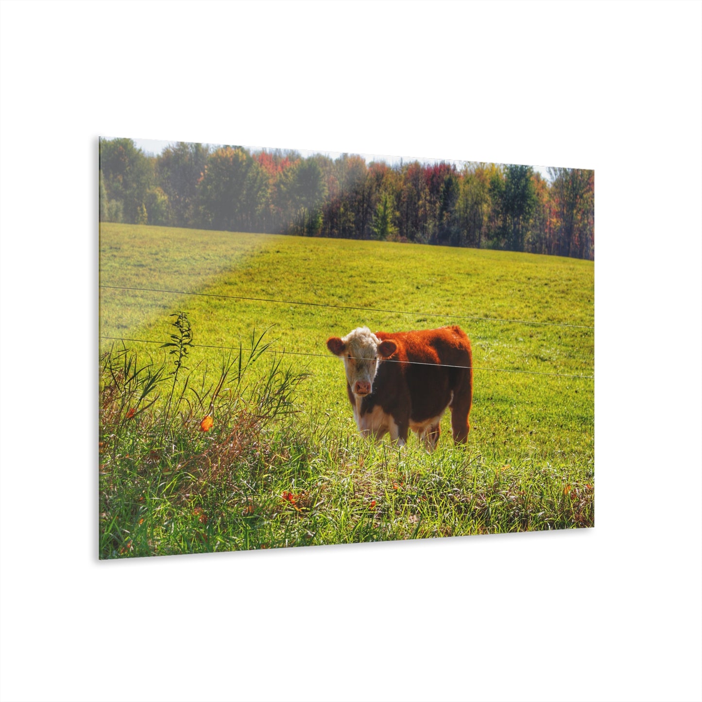 Barn Boutique Modern Farmhouse Acrylic Wall Print| Curry Road Cow