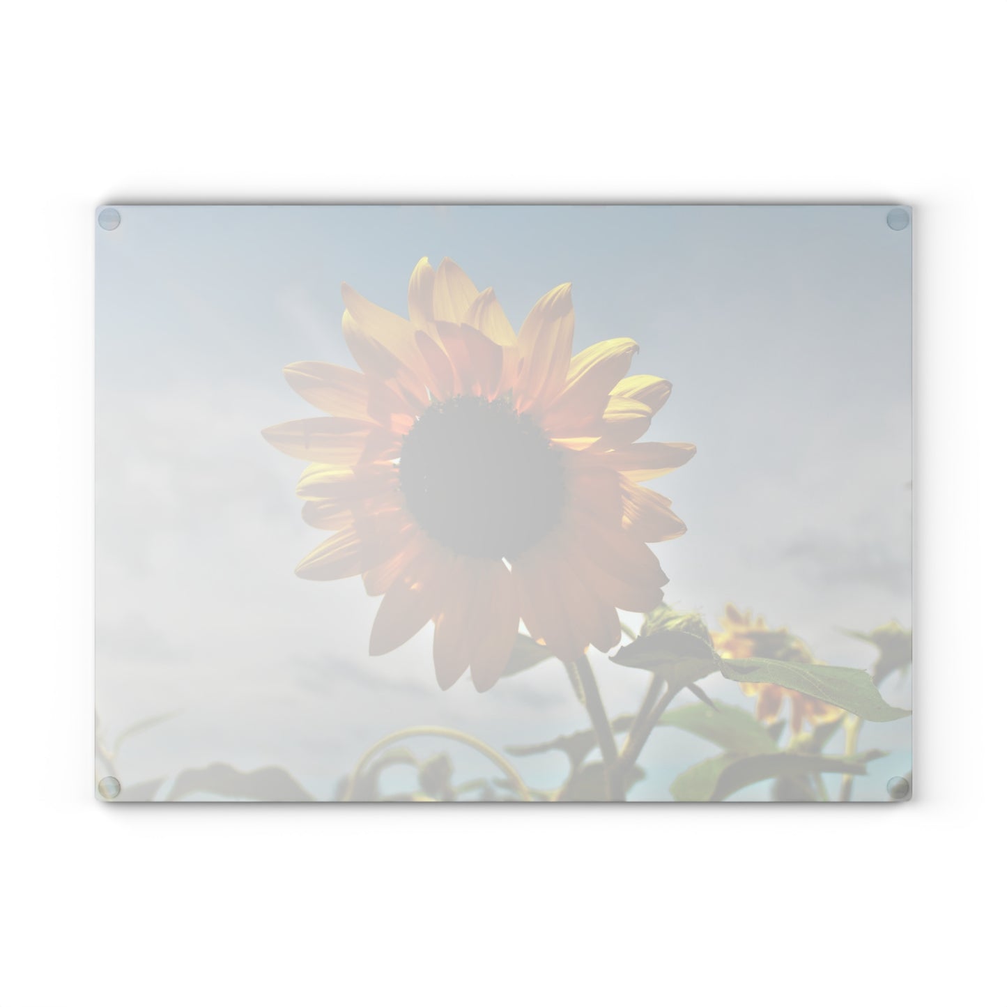 U R There Photography Awakening Sunflower Rustic Farmhouse Tempered-Glass Cutting Board