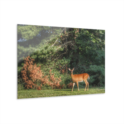 U R There Photography Mitchell Road Doe Rustic Farmhouse Acrylic Wall Print