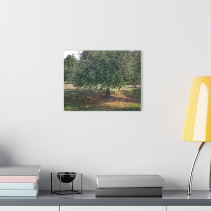 U R There Photography Apple Tree and Apples Rustic Farmhouse Acrylic Wall Print