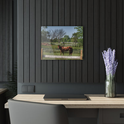 U R There Photography Summer Road Ponies Rustic Farmhouse Acrylic Wall Print