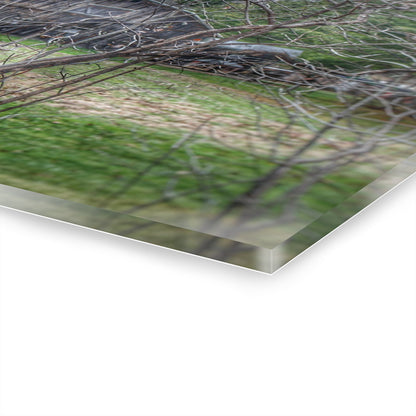 U R There Photography Hidden Capac Grey Rustic Farmhouse Acrylic Wall Print