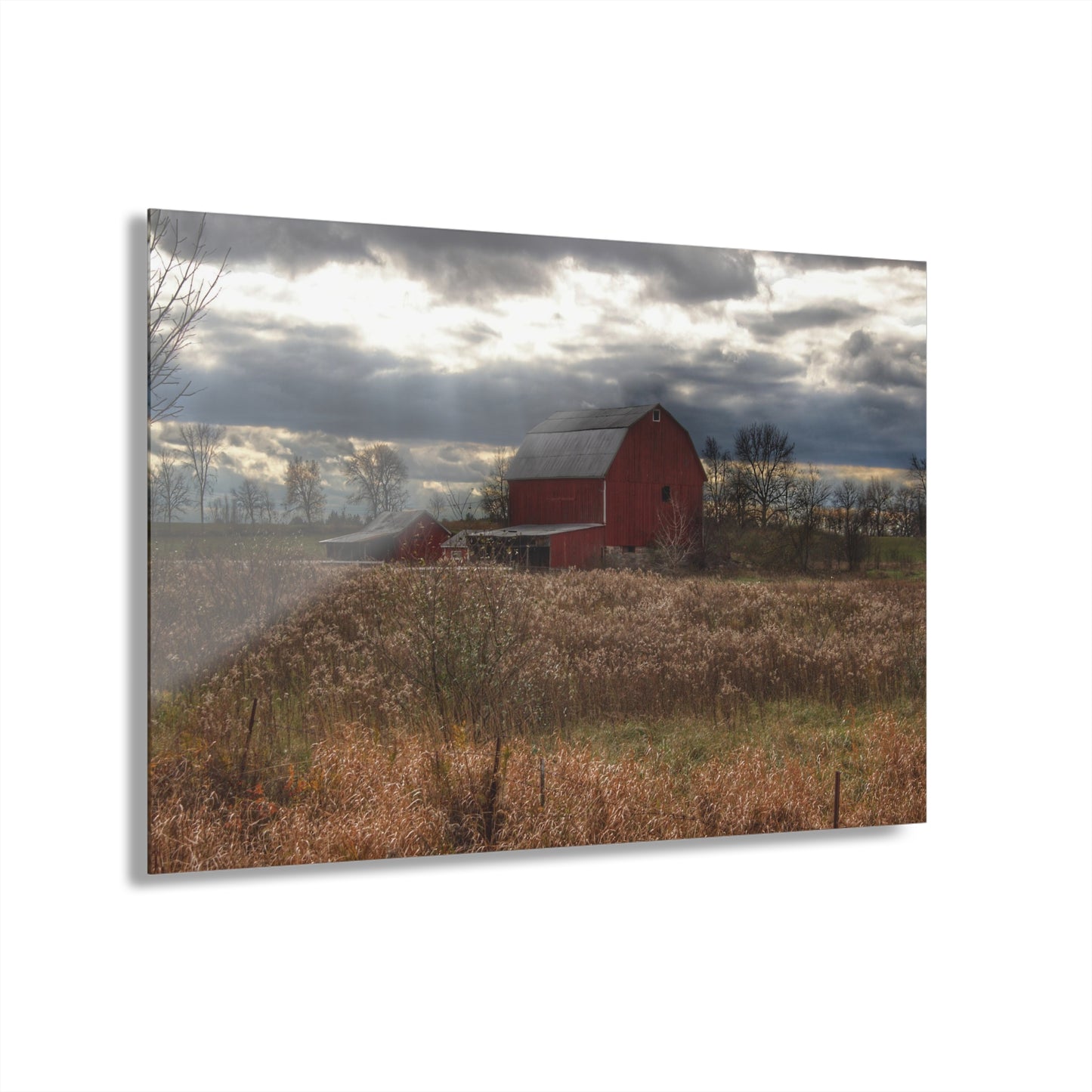 U R There Photography Booth Road Cow Barn II Rustic Farmhouse Acrylic Wall Print