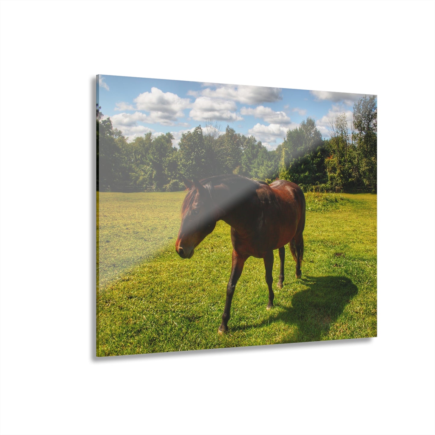 U R There Photography Brown Beauty II Rustic Farmhouse Acrylic Wall Print