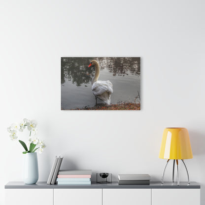 U R There Photography Swans of Duck Lake III Rustic Farmhouse Acrylic Wall Print