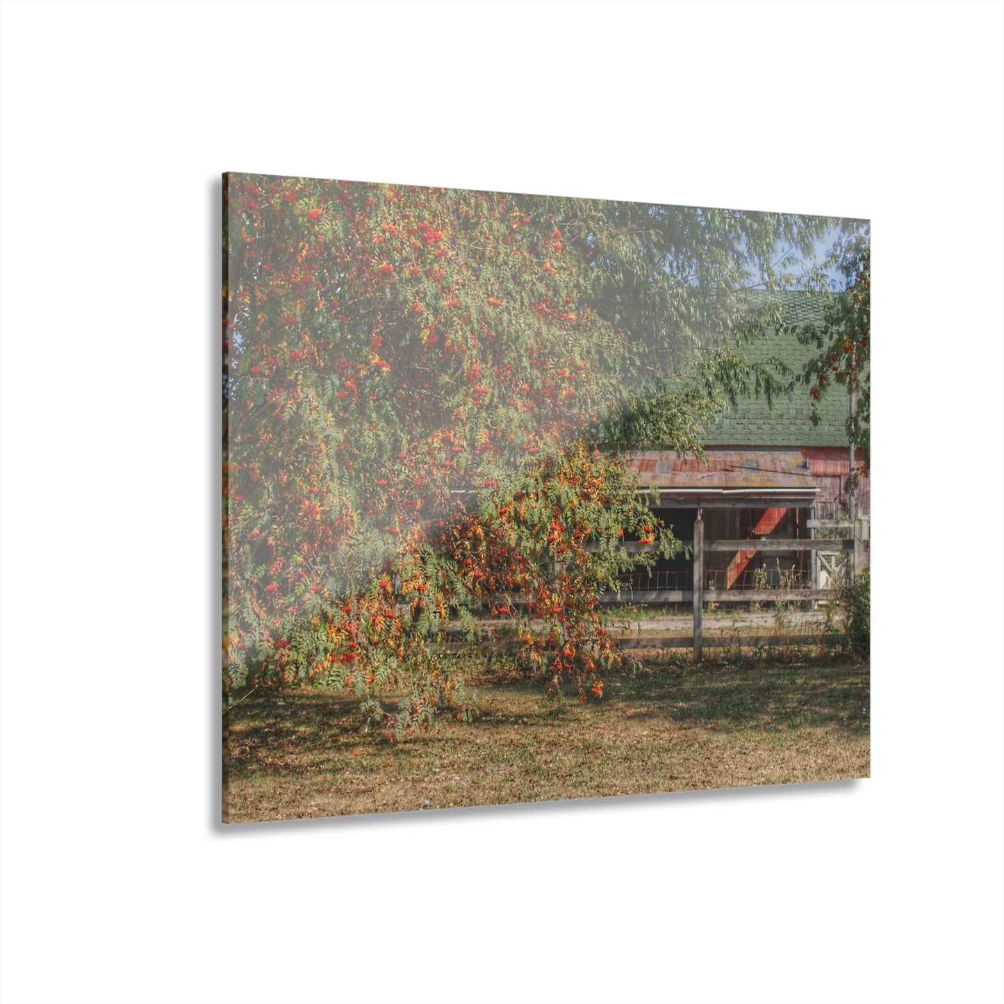 U R There Photography Farrand Road Red Coral by Flowering Tree Rustic Farmhouse Acrylic Wall Print