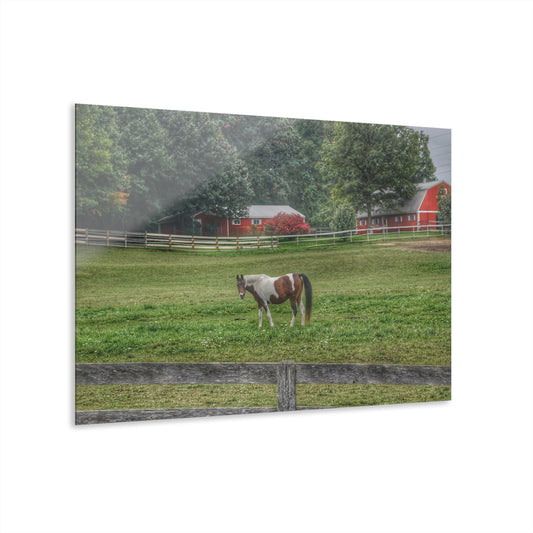 U R There Photography Painted Pony in Pasture Rustic Farmhouse Acrylic Wall Print