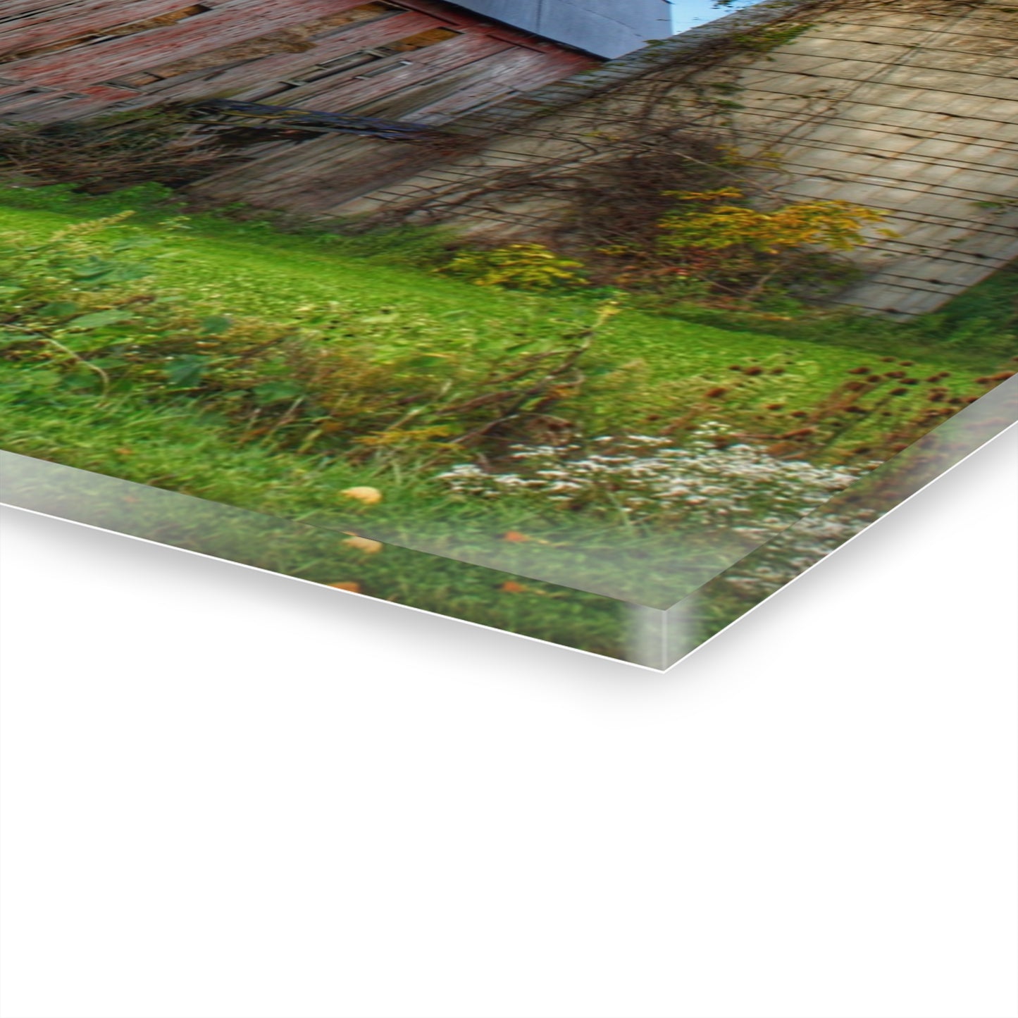 U R There Photography North Irish Red II Rustic Farmhouse Acrylic Wall Print