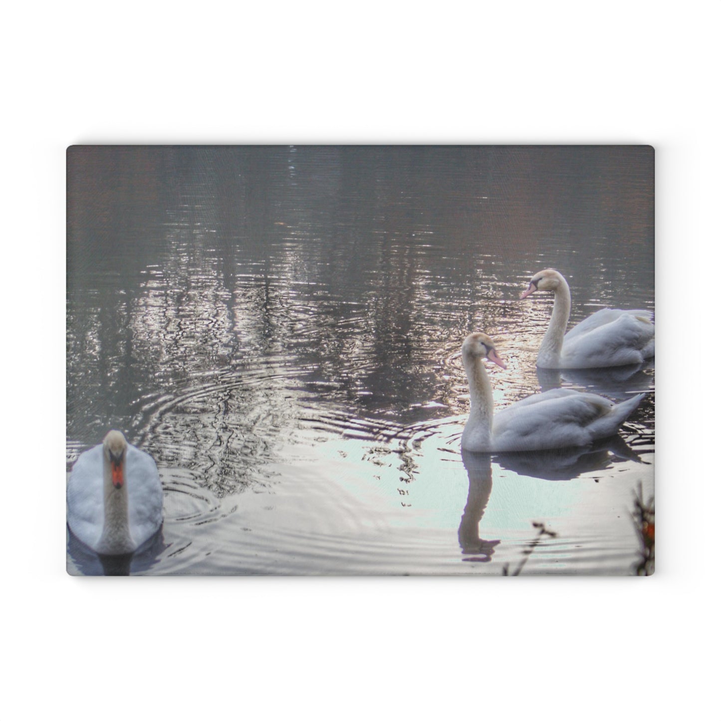U R There Photography Swans of Duck Lake II Rustic Farmhouse Tempered-Glass Cutting Board