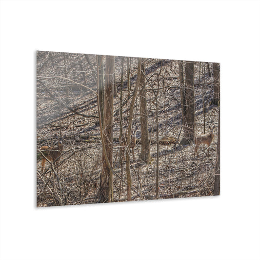 U R There Photography Three Does of Dryden Rustic Farmhouse Acrylic Wall Print