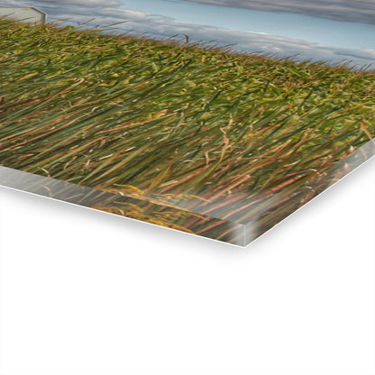 U R There Photography Overlooking a Cornfield Rustic Farmhouse Acrylic Wall Print