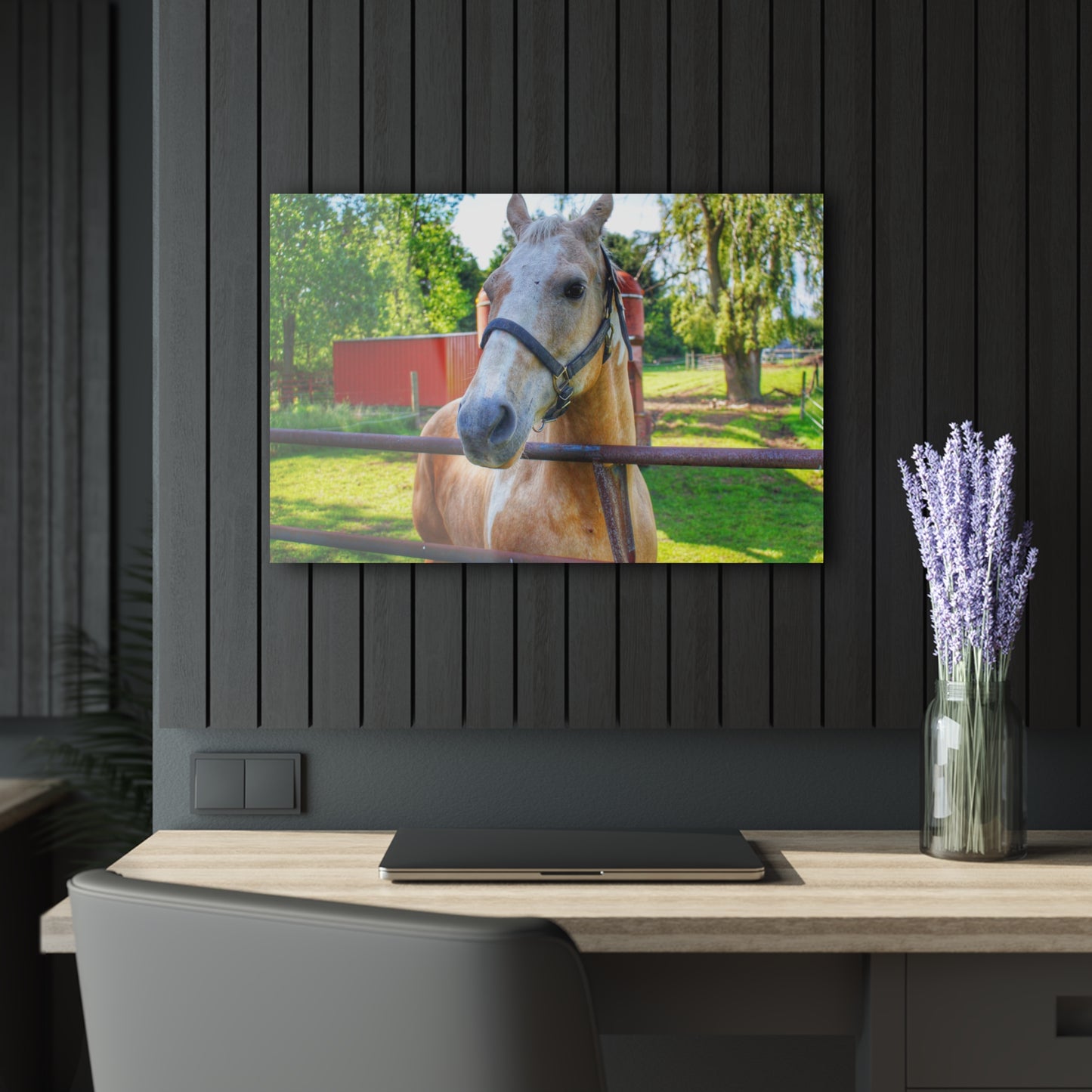 U R There Photography White Cream Mare of Hollenbeck Rustic Farmhouse Acrylic Wall Print 14 "x 11"